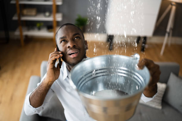 Best Mold removal after water damage  in Wilder, KY