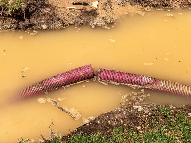 Best Flood restoration services  in Wilder, KY